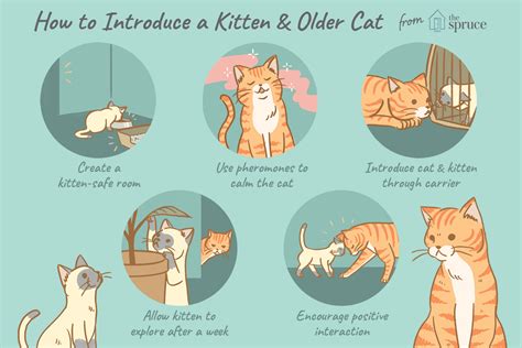Signs your cat is accepting the new kitten. Things To Know About Signs your cat is accepting the new kitten. 